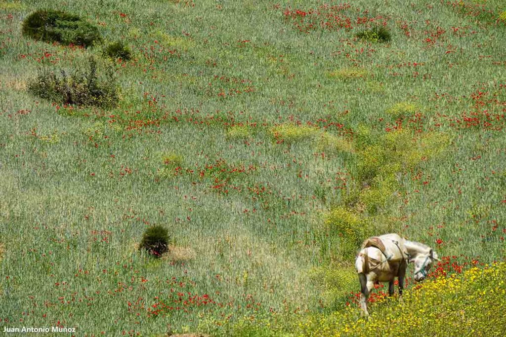 Caballo Rif. Marruecos