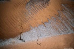 Árboles secos en dunas. Marruecos