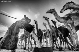 Camellos abrevando. Marruecos
