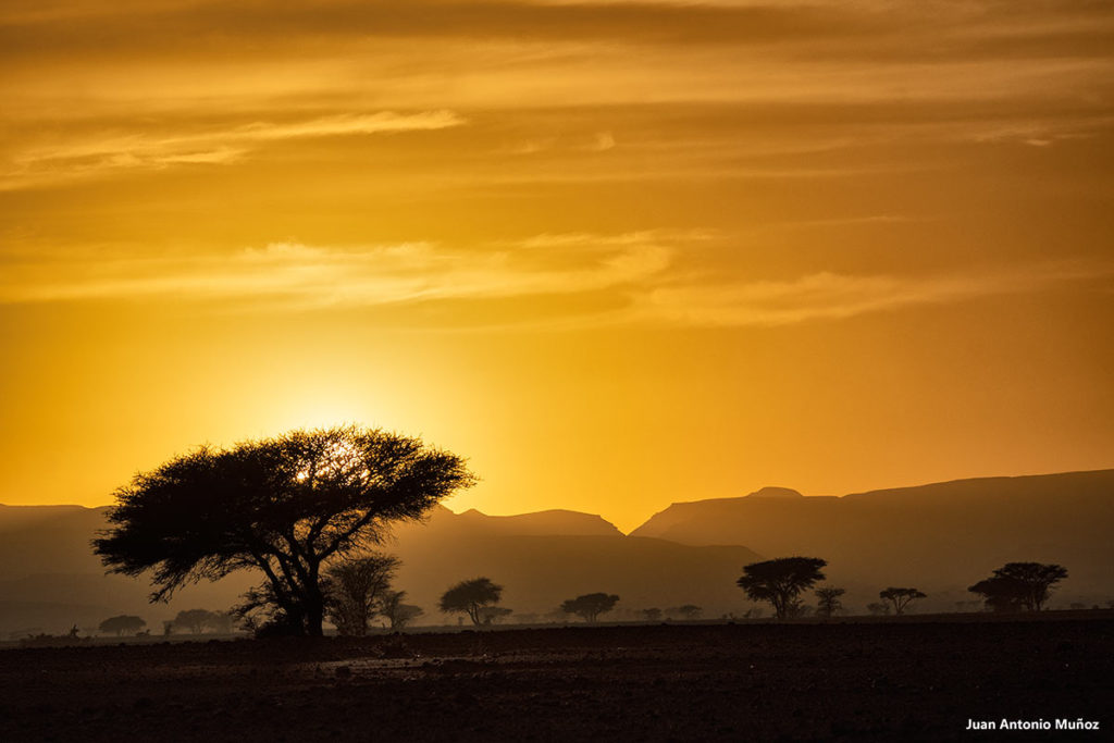 Atardecer acacias. Marruecos