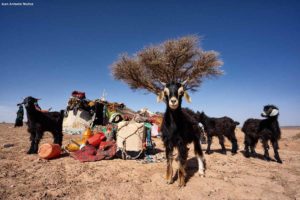 Cabra y nómadas. Marruecos