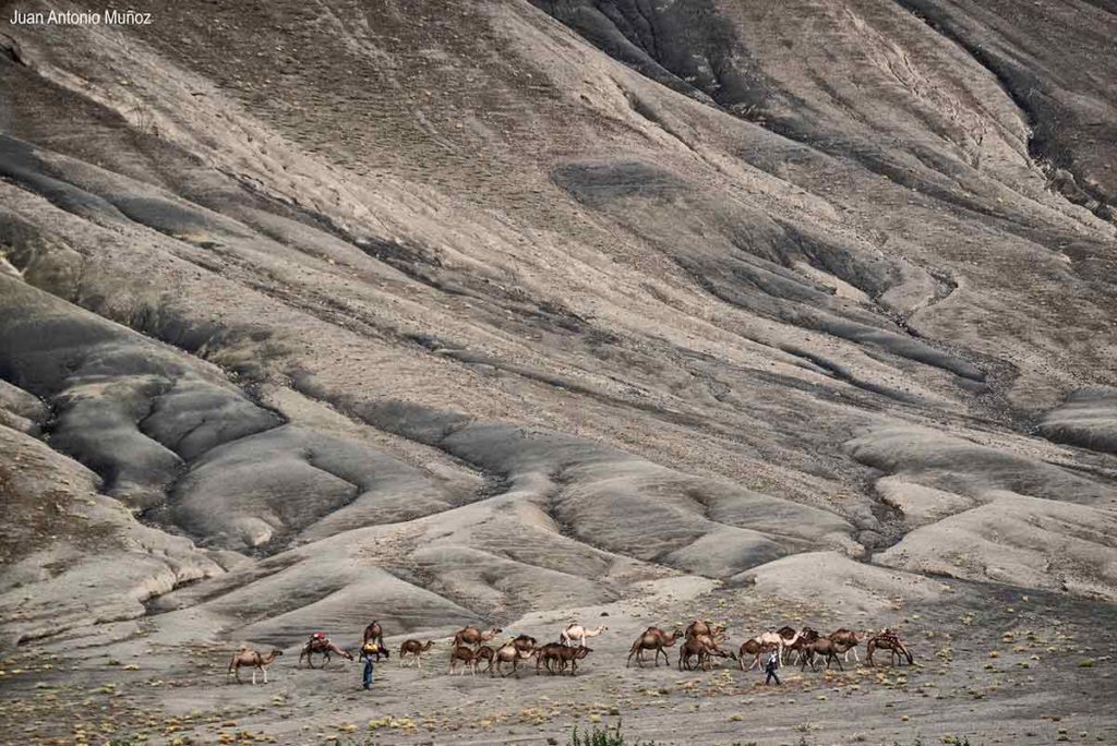 Caravana camellos. Atlas. Marruecos