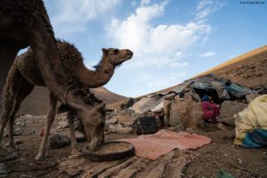 Camello en jaima. Atlas. Marruecos