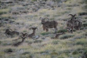 Muflones del Atlas. Marruecos