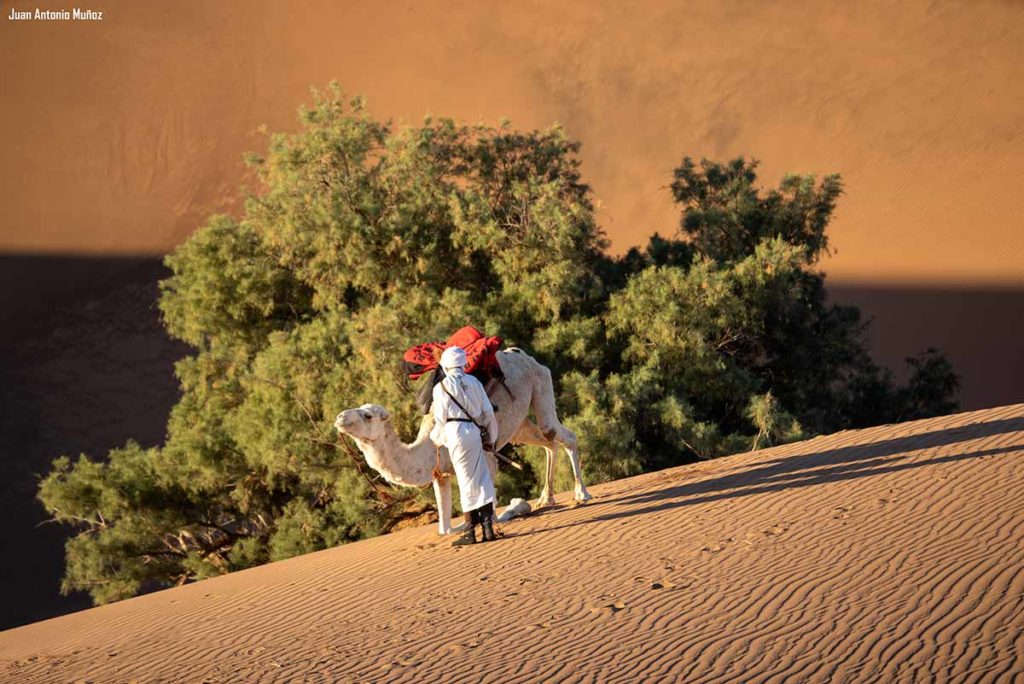 Levantando al camello. Marruecos