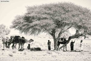Caravana bajo la acacia. Marruecos