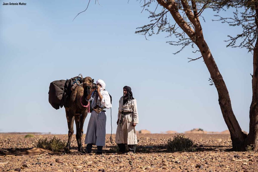 Oteando desde la acacia. Marruecos