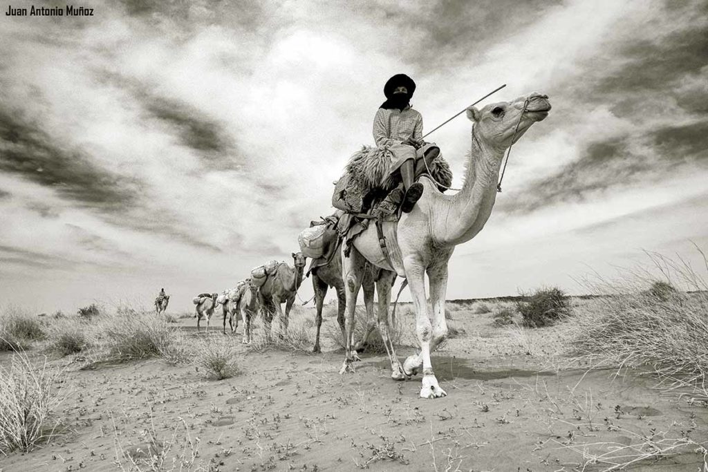 Caravana Mauritania sepia.